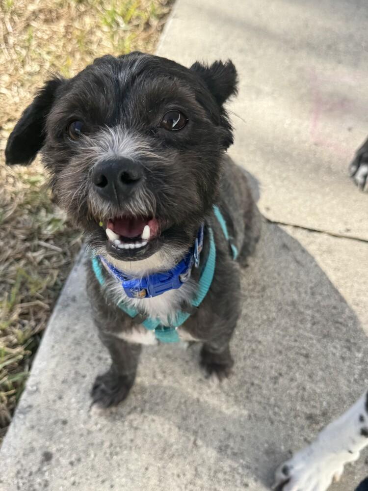 Phylo, Adoptable, Young Male Shih Tzu.