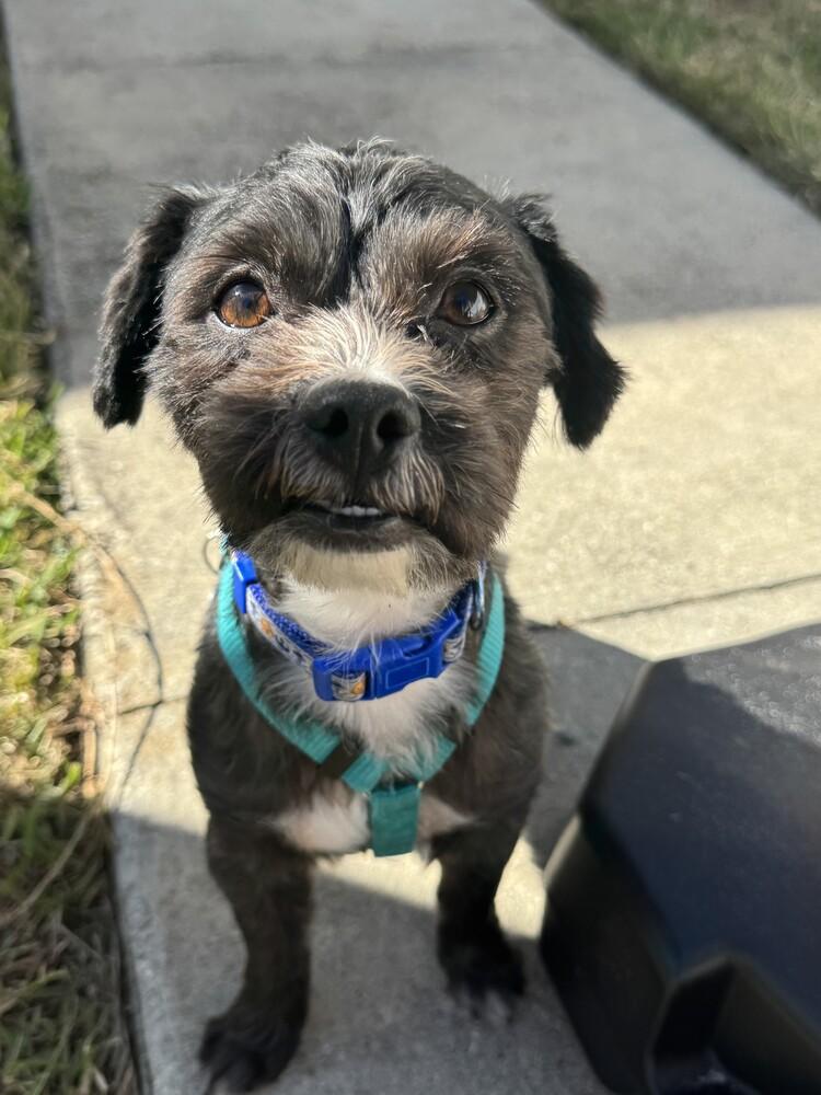 Enlarge Phylo, a Adoptable mixed breed in Orlando, FL image 2/3