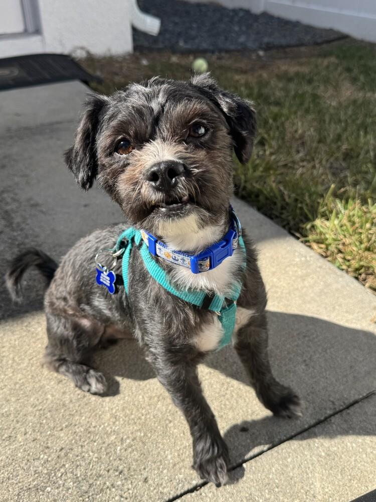 Enlarge Phylo, a Adoptable mixed breed in Orlando, FL image 3/3