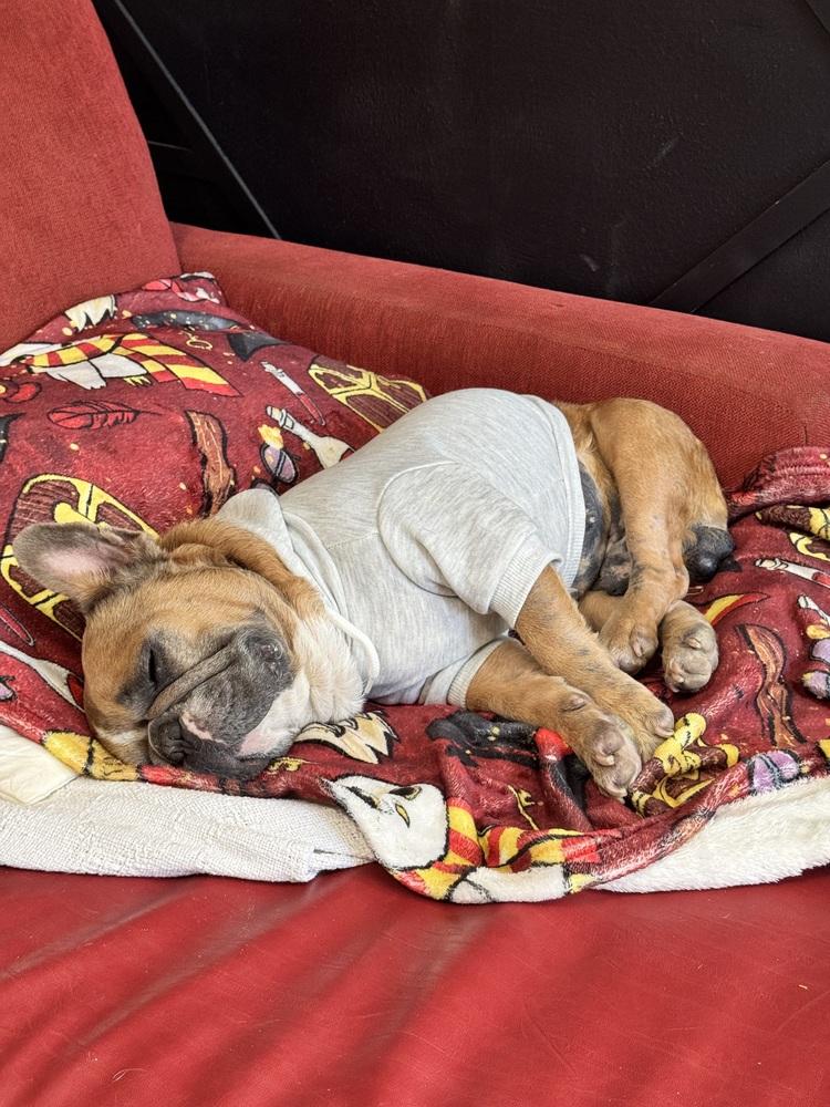 Weezy, Adoptable, Young Male French Bulldog.