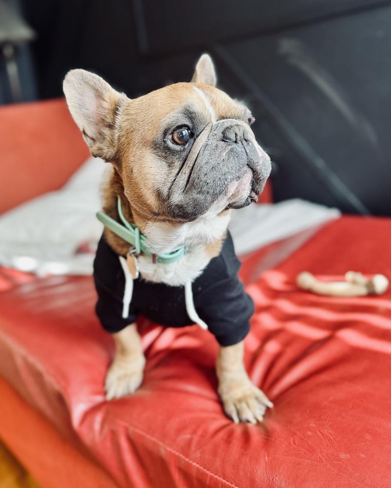 Weezy, a Adoptable French Bulldog in Jackson, TN image 2/6