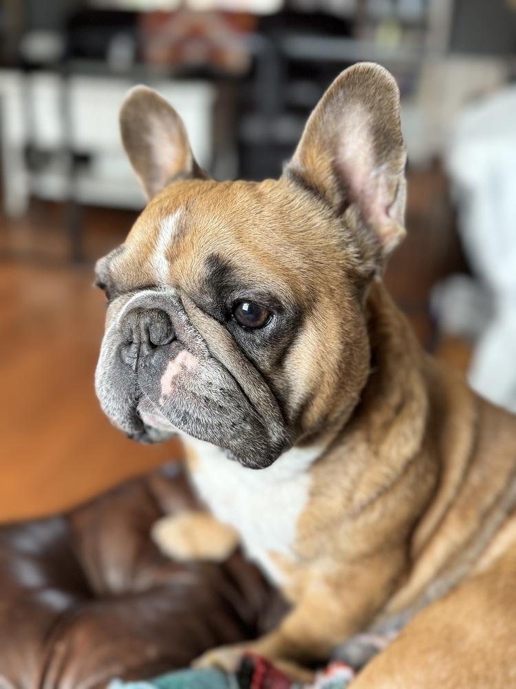Weezy, a Adoptable French Bulldog in Jackson, TN image 3/6