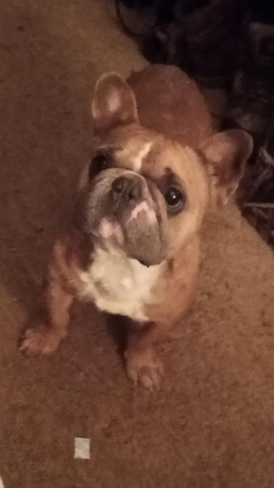 Weezy, a Adoptable French Bulldog in Jackson, TN image 5/6