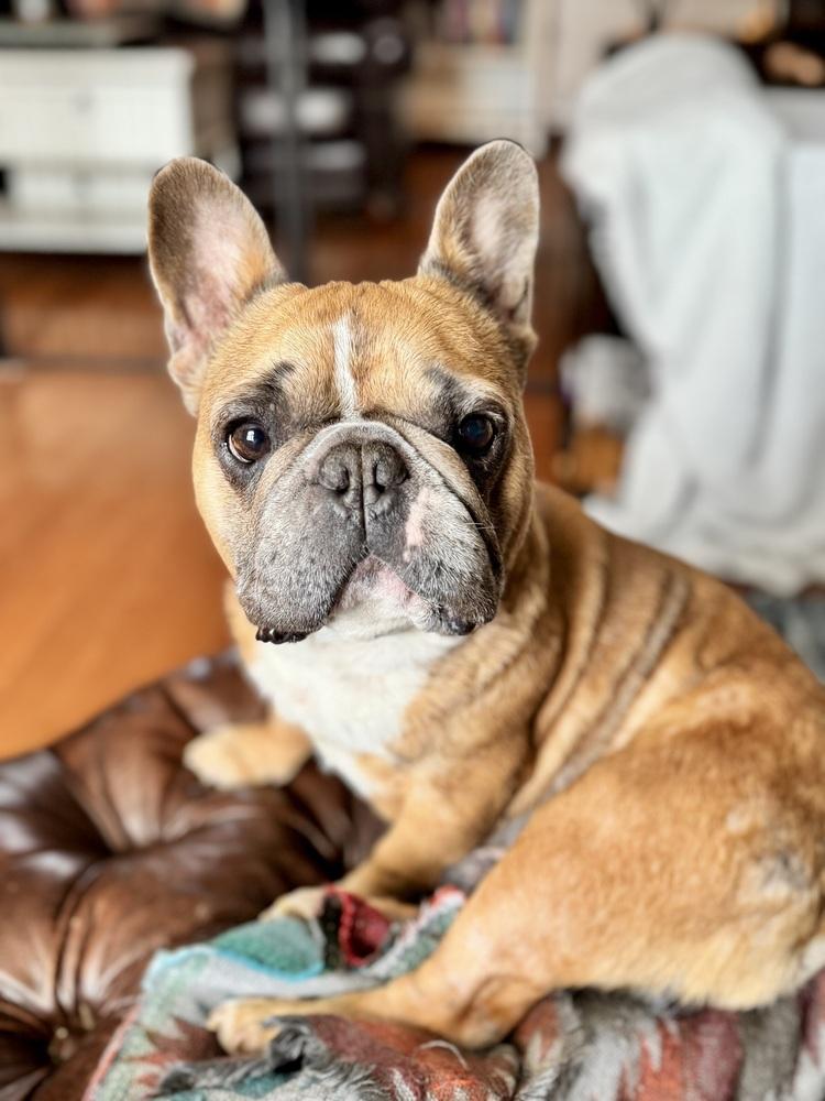 Weezy, a Adoptable French Bulldog in Jackson, TN image 6/6