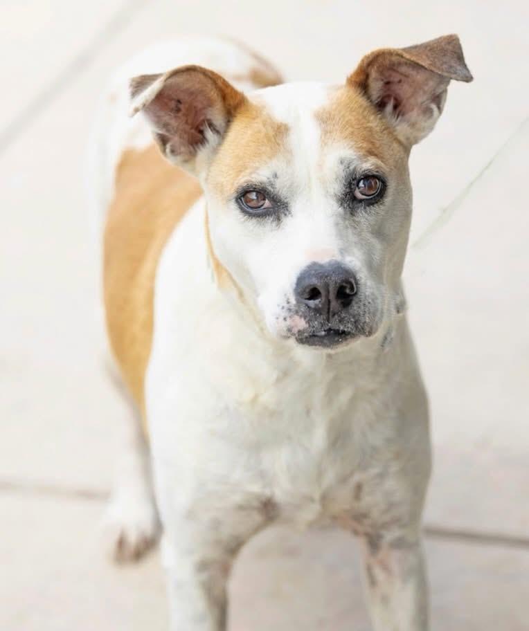 Nellie, ADOPTABLE, Adult Female Mixed Breed.