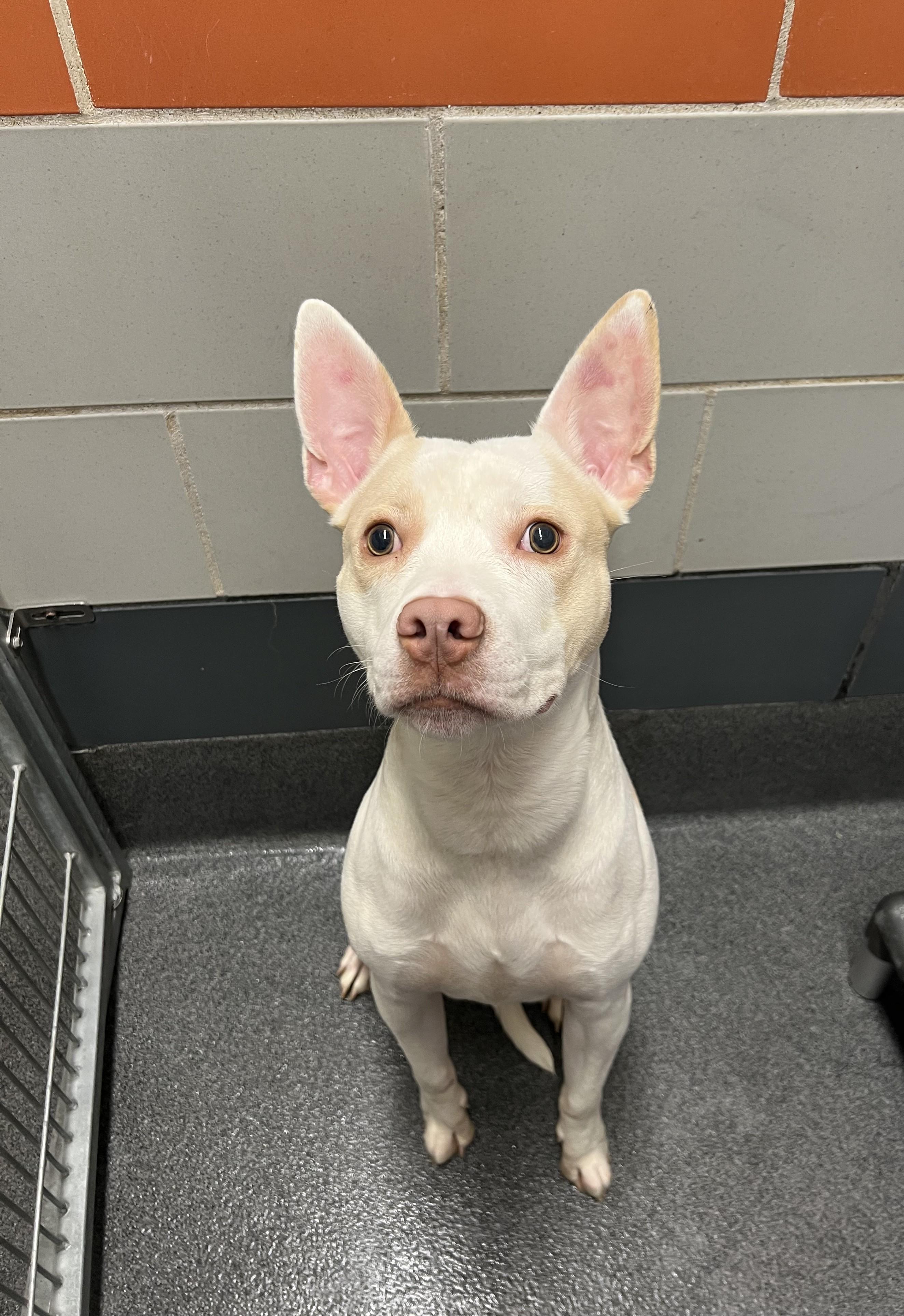 Breeze, a ADOPTABLE mixed breed in Cedar Rapids, IA image 2/4