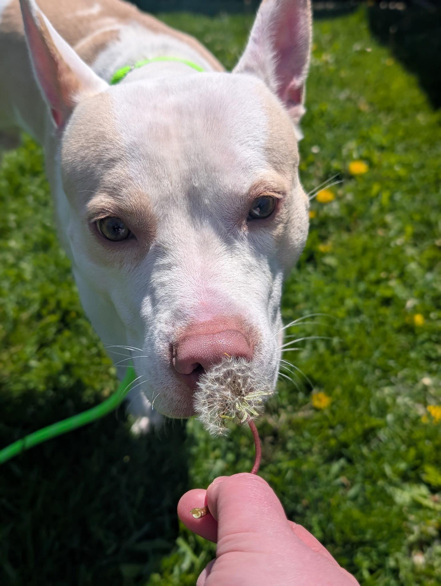 Breeze, ADOPTABLE, Adult Male Pit Bull Terrier & Husky.
