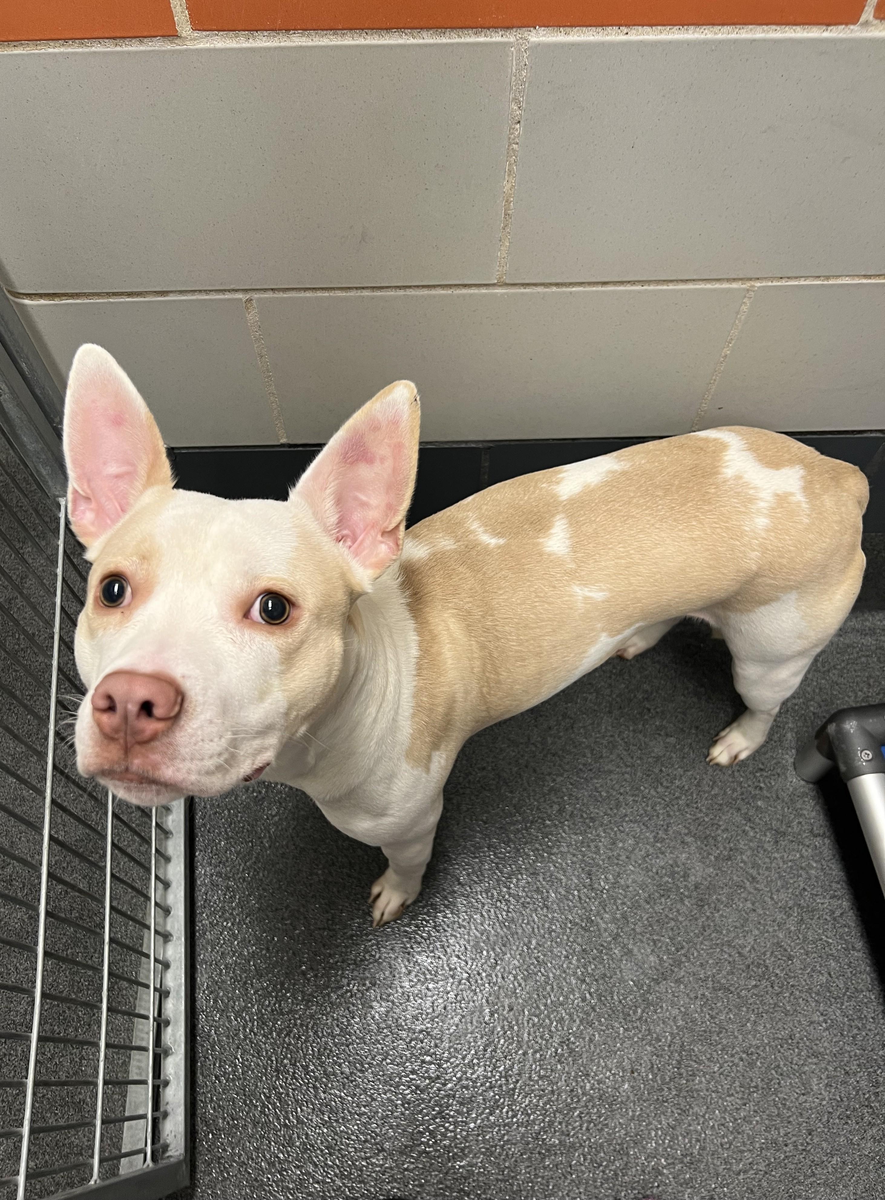 Breeze, a ADOPTABLE mixed breed in Cedar Rapids, IA image 3/4
