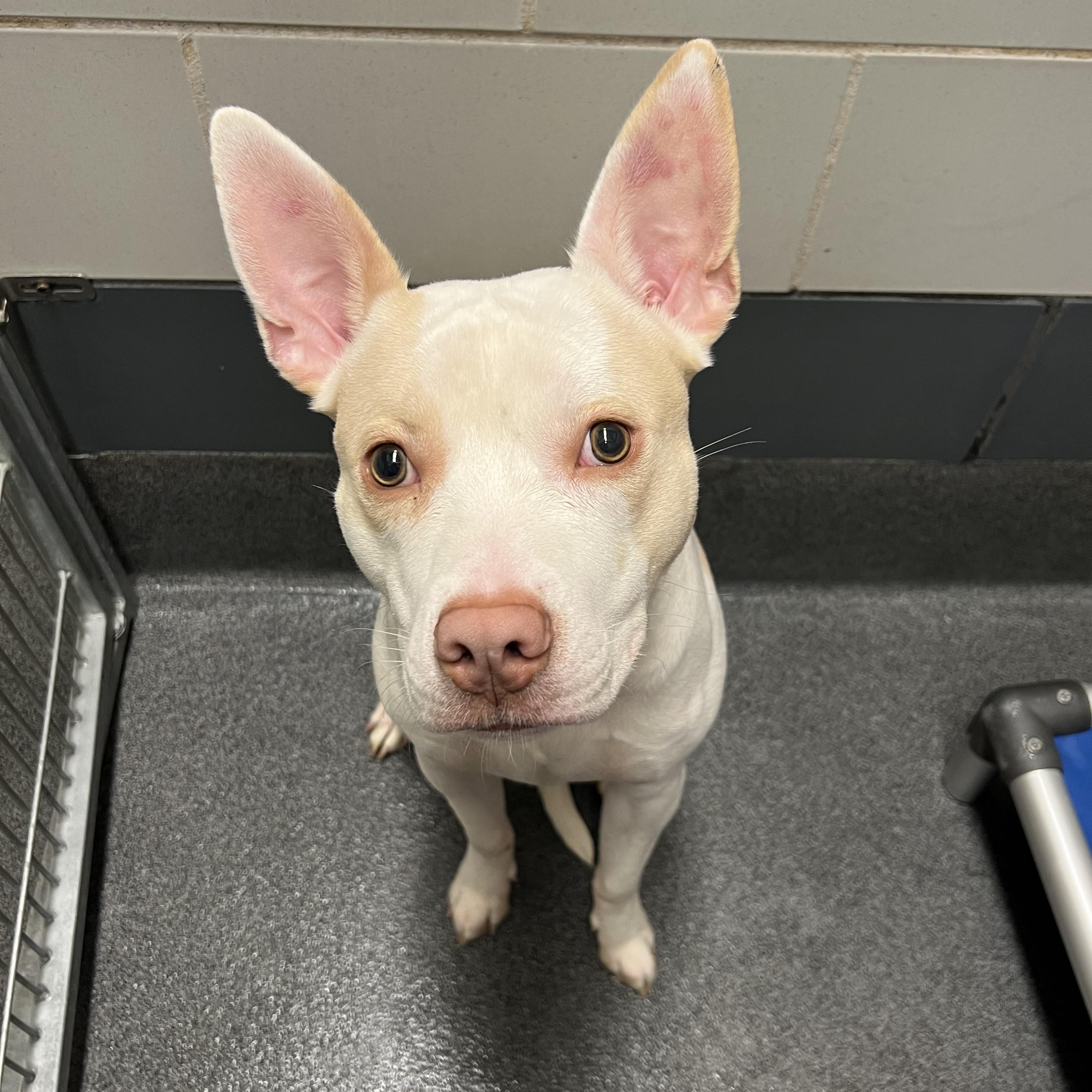 Breeze, a ADOPTABLE mixed breed in Cedar Rapids, IA image 4/4