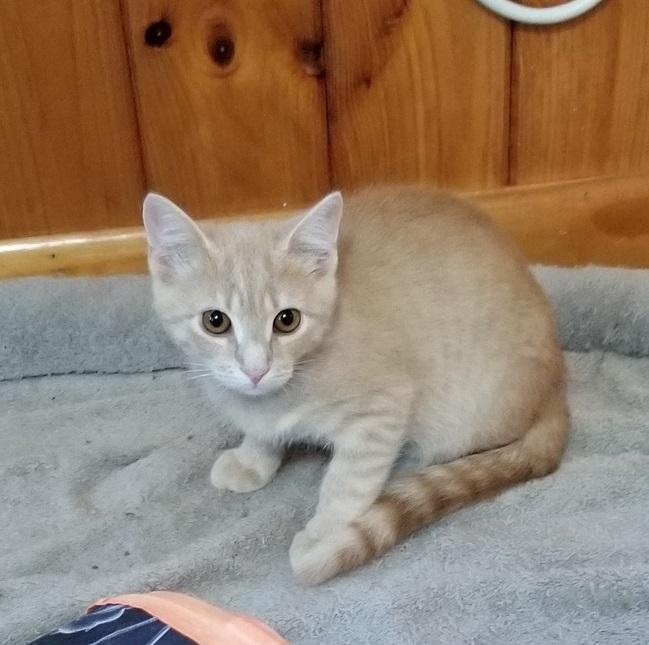 Ollie