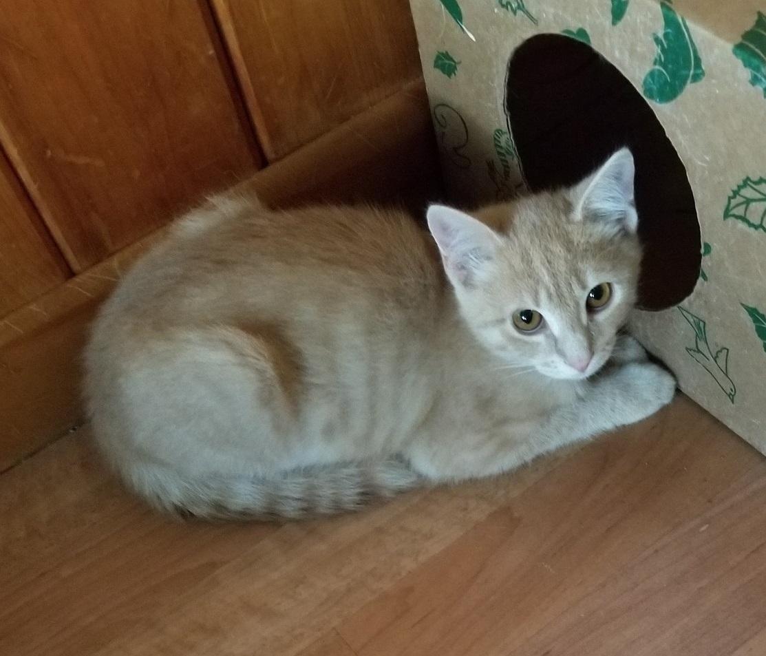 Ollie