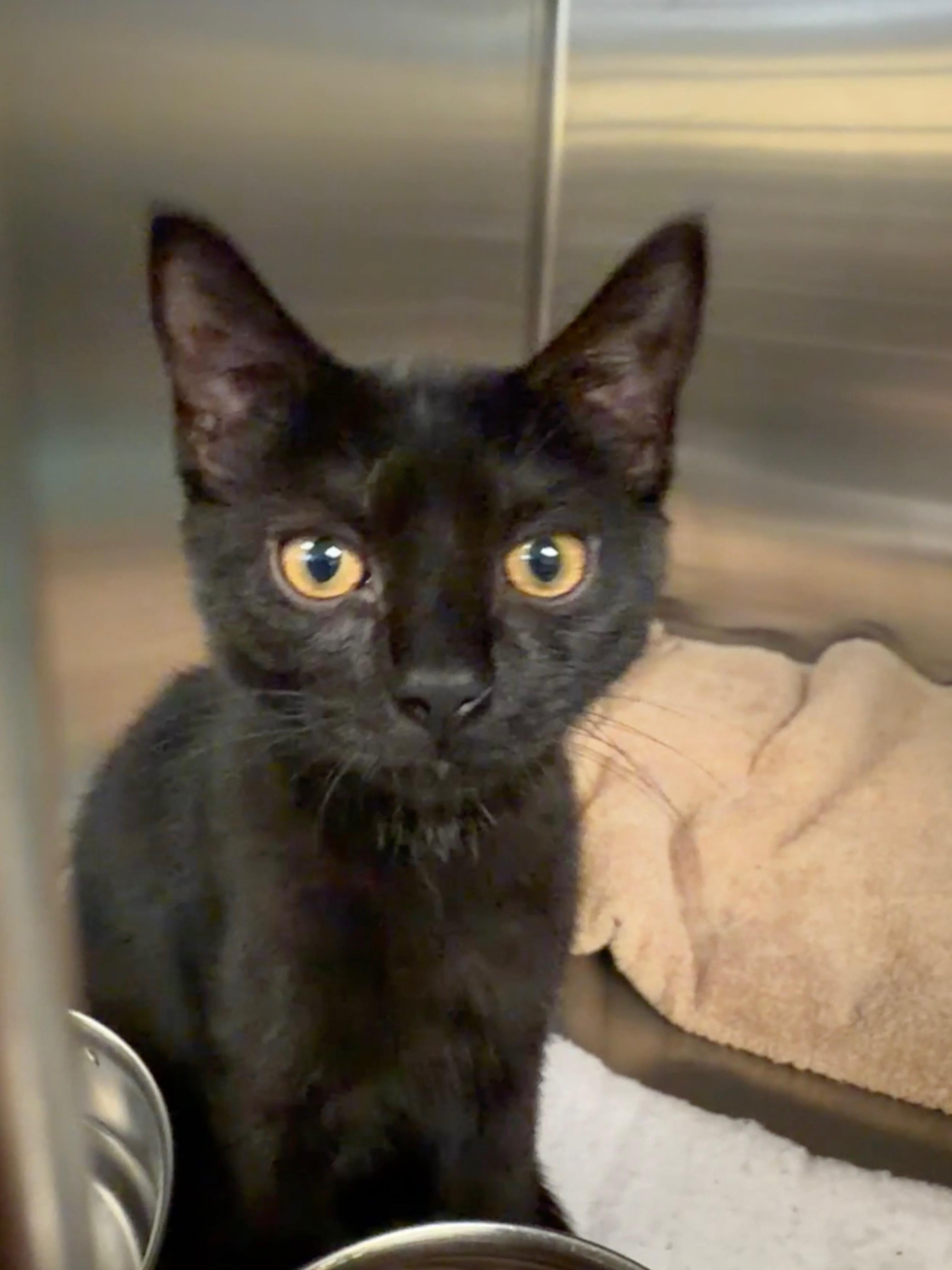 Enlarge Raspberry, a ADOPTABLE Domestic Short Hair in Wantagh, NY image 1/1