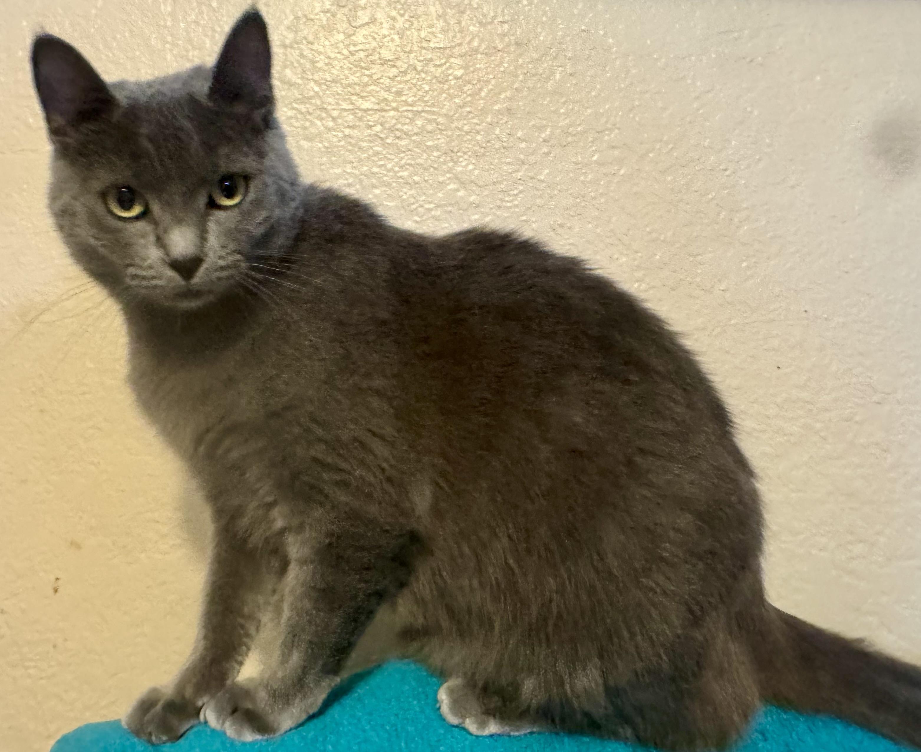 Enlarge Athena, an adoptable mixed breed in Manhattan Beach, CA image 2/2