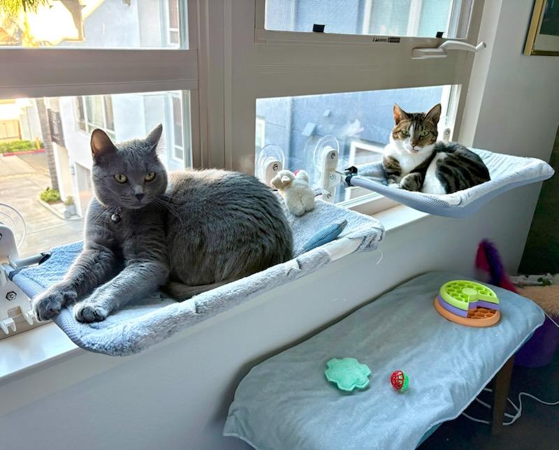 Enlarge Athena, an adopted mixed breed in Manhattan Beach, CA image 3/6