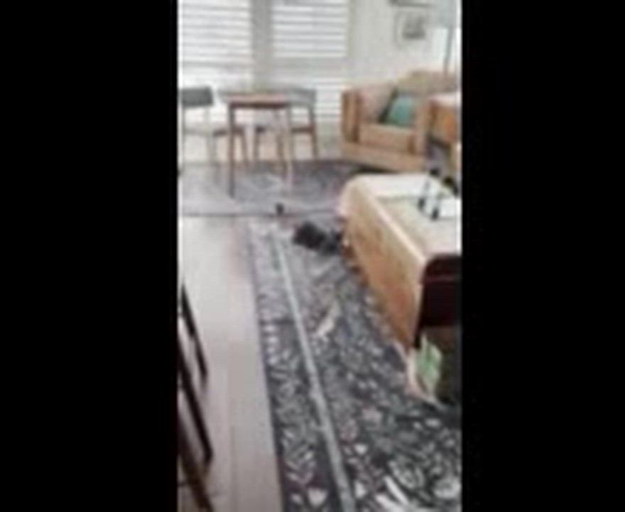 Enlarge Athena, an adopted mixed breed in Manhattan Beach, CA video 5/6