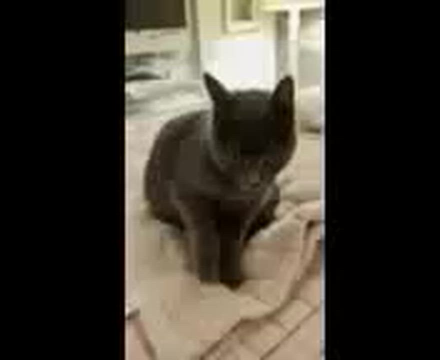 Enlarge Athena, an adopted mixed breed in Manhattan Beach, CA video 6/6