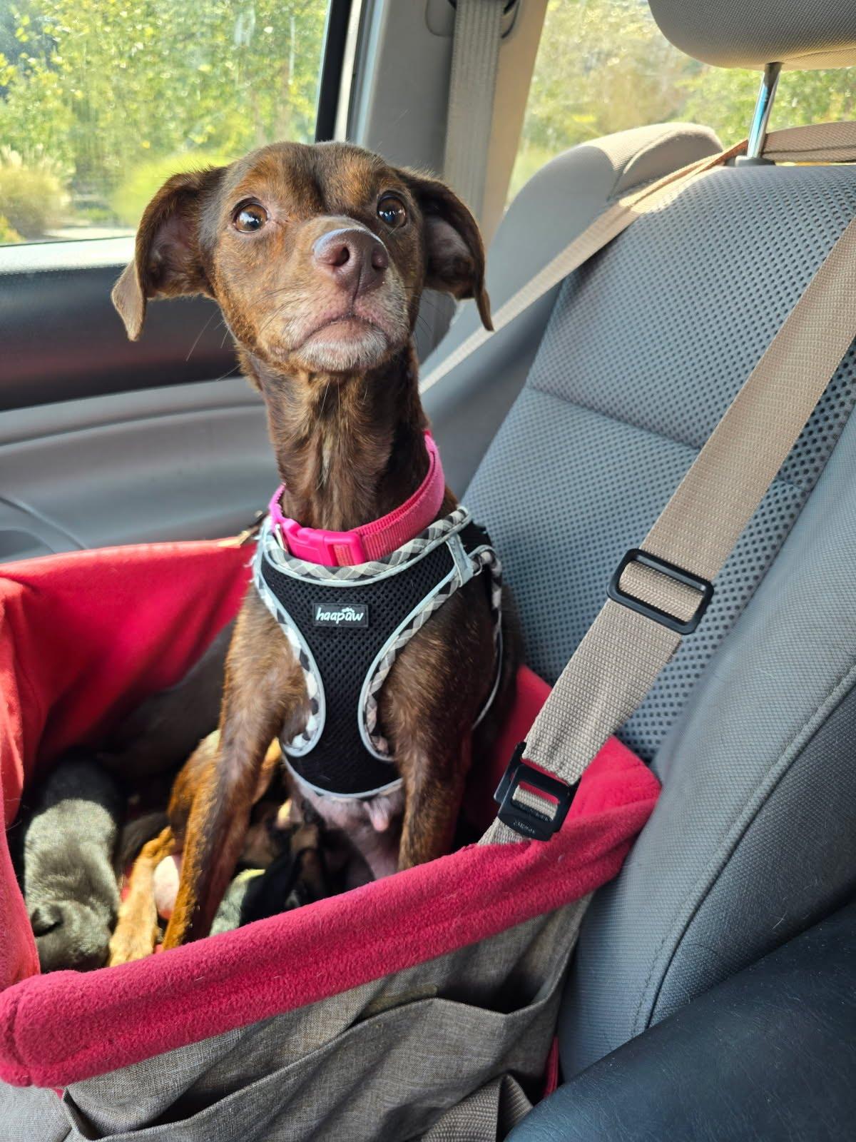 Enlarge Magnolia, a Adoptable mixed breed in Knoxville, TN image 2/4