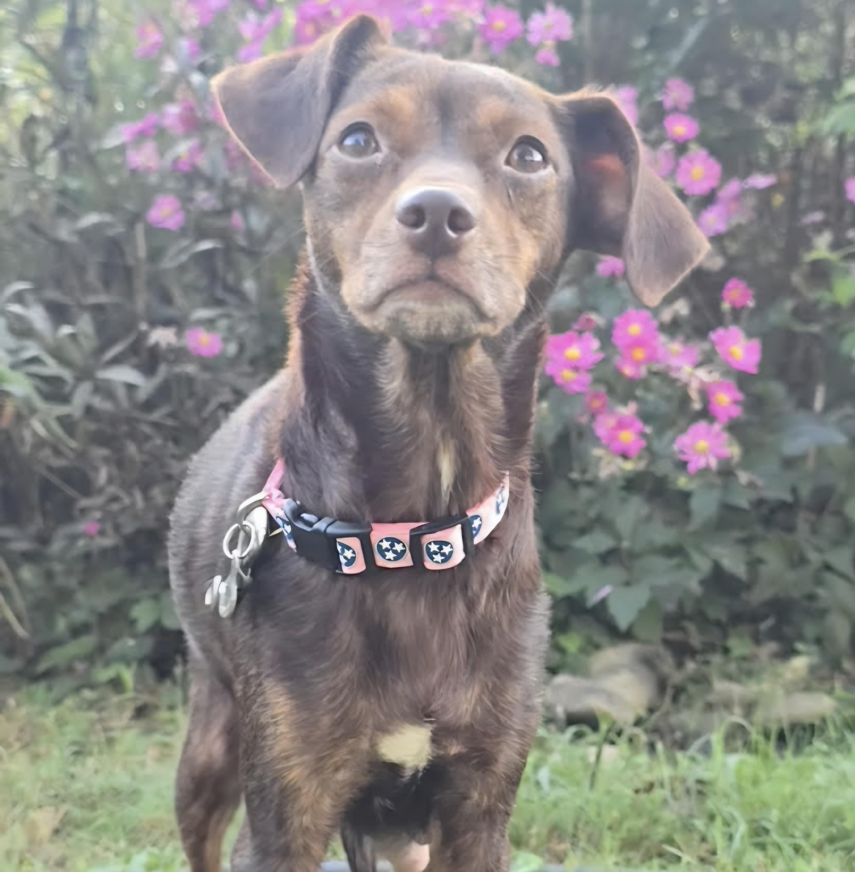 Magnolia, Adoptable, Adult Female Chihuahua.