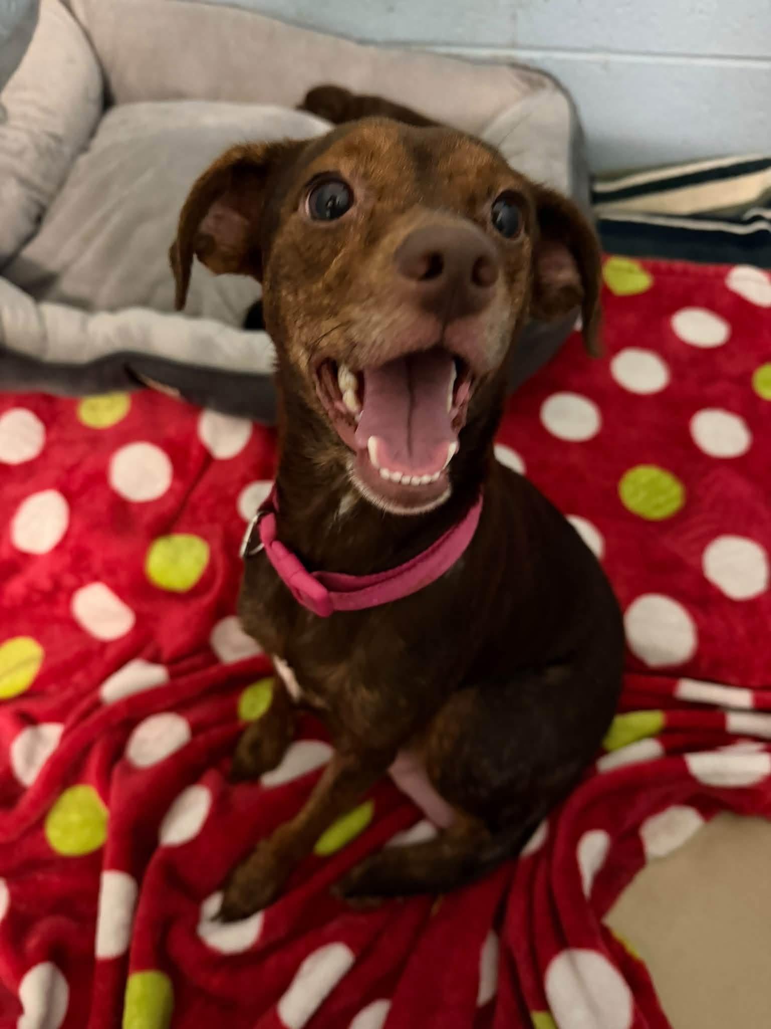 Enlarge Magnolia, a Adoptable mixed breed in Knoxville, TN image 3/4