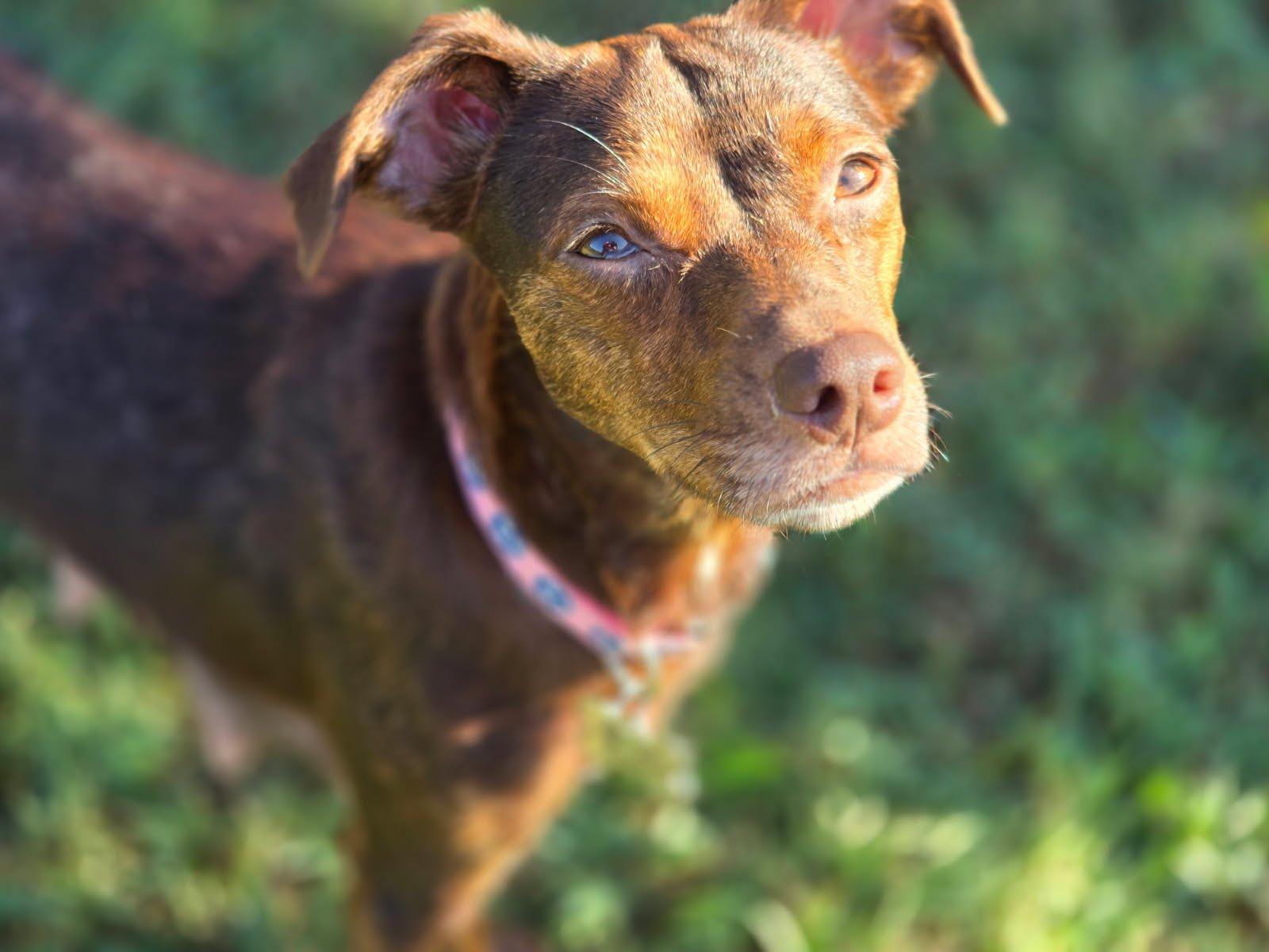 Enlarge Magnolia, a Adoptable mixed breed in Knoxville, TN image 4/4