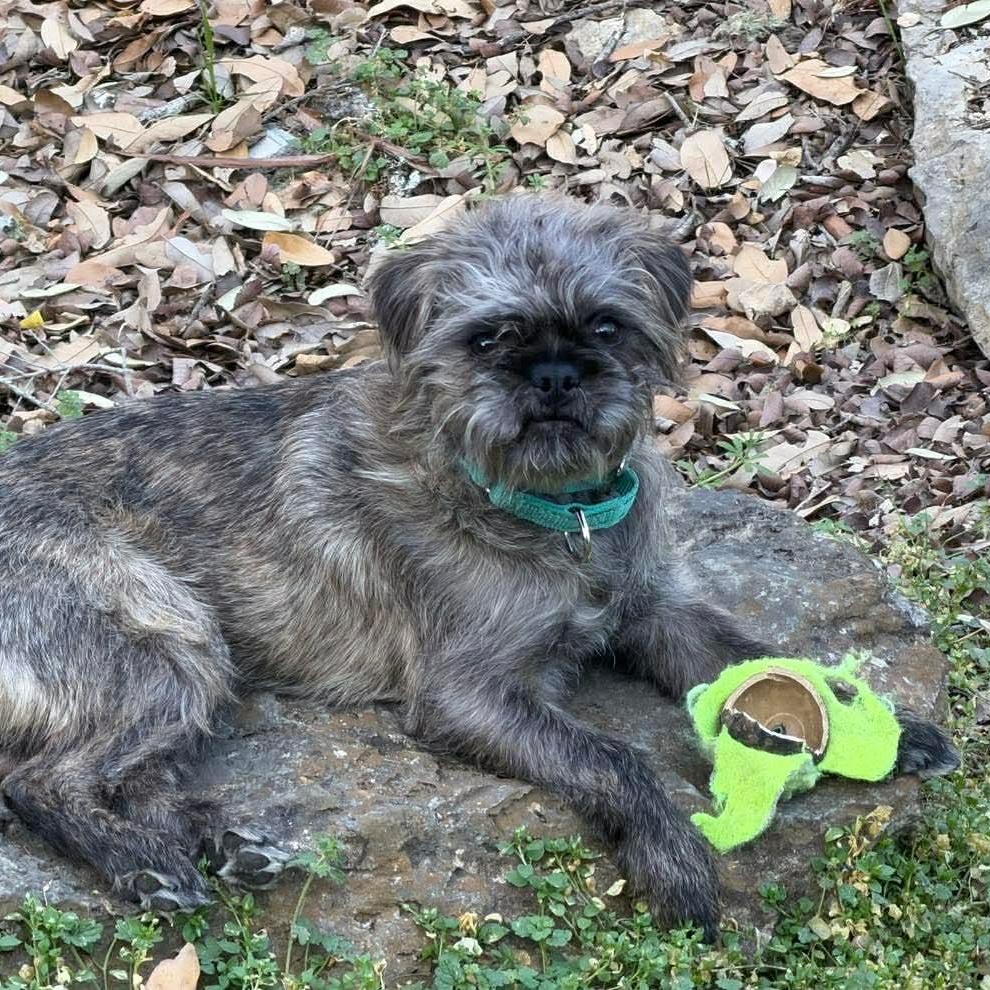 Bugsy — thumbnail 5