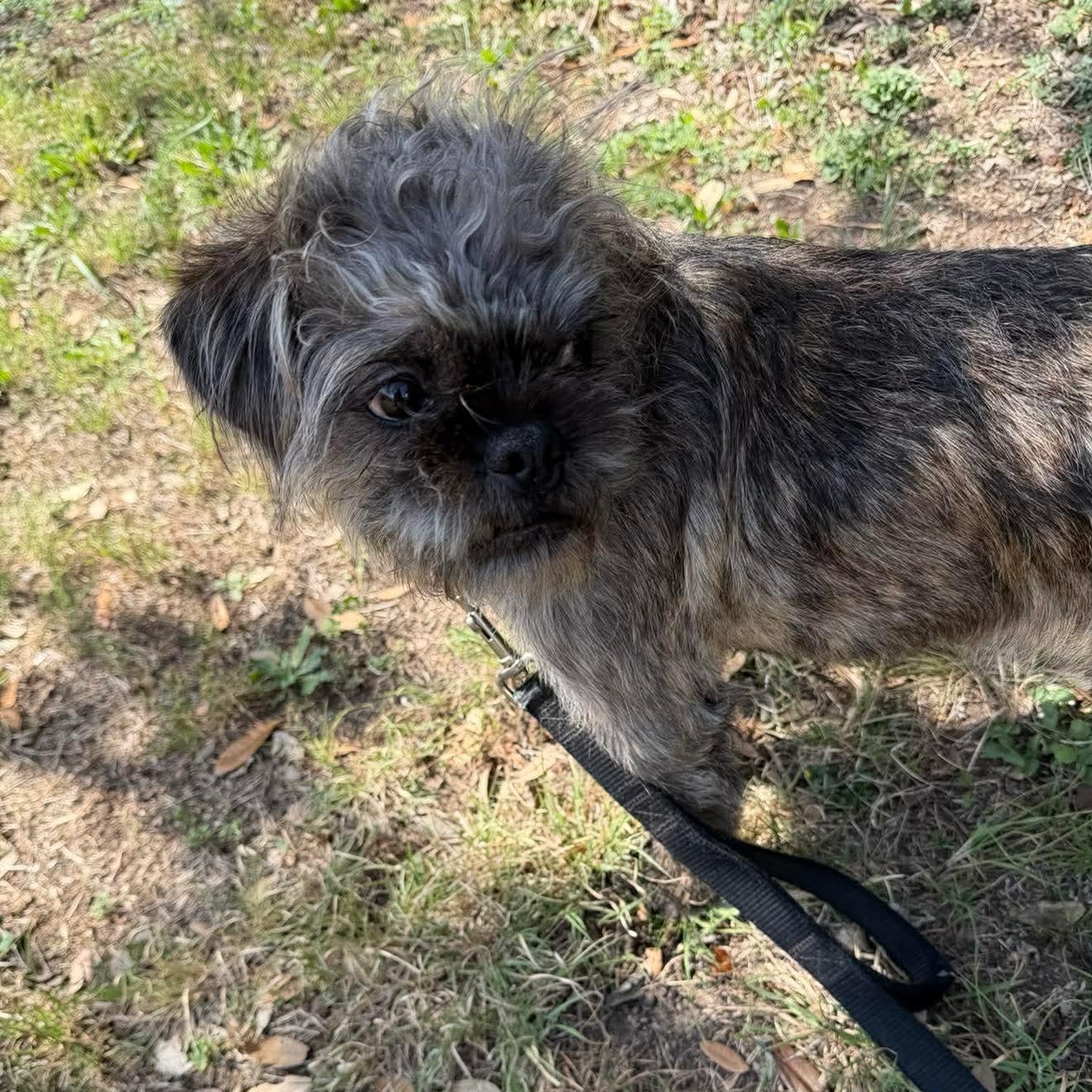 Bugsy — thumbnail 6