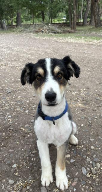 Teddy, an adopted Australian Shepherd in Albuquerque, NM image 5/6