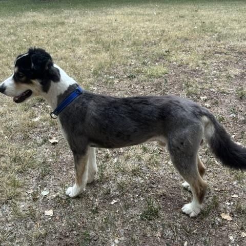 Teddy, an adopted Australian Shepherd in Albuquerque, NM image 6/6