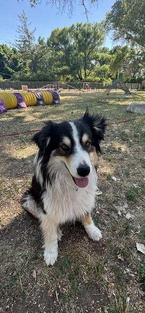 Teddy, an adopted Australian Shepherd in Albuquerque, NM image 1/6