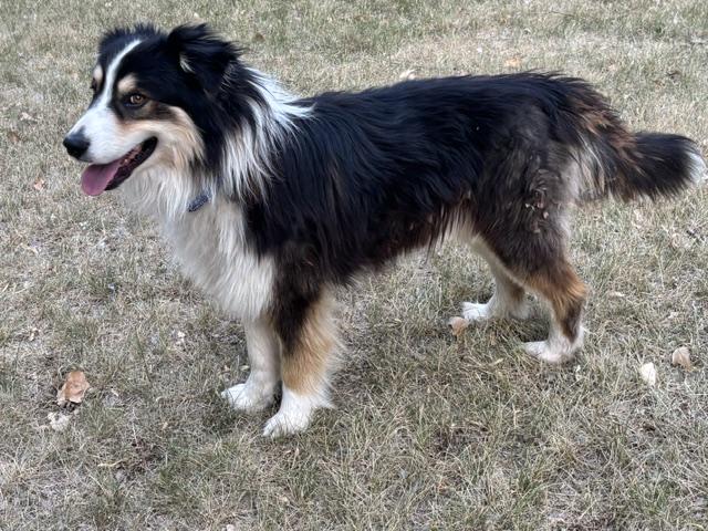 Teddy, an adopted Australian Shepherd in Albuquerque, NM image 4/6