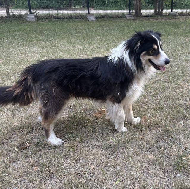 Teddy, an adopted Australian Shepherd in Albuquerque, NM image 2/6