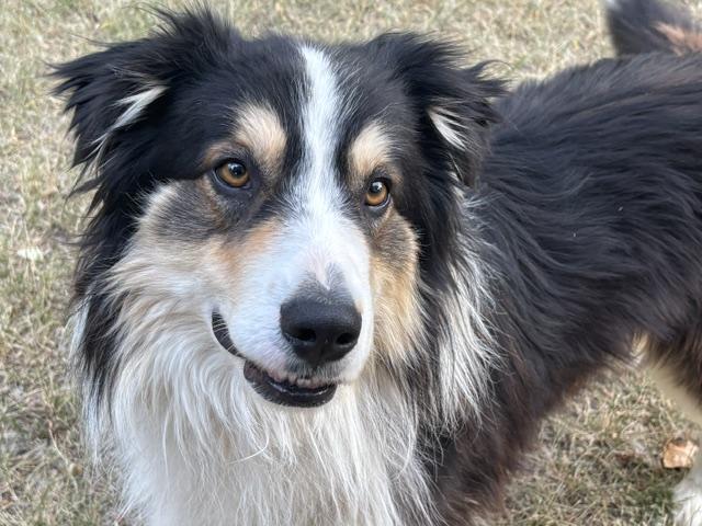 Teddy, an adopted Australian Shepherd in Albuquerque, NM image 3/6
