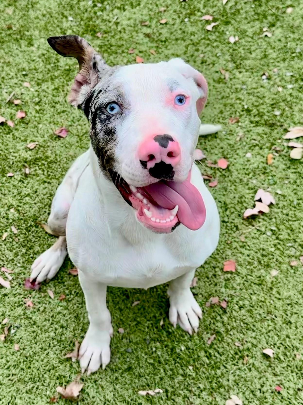 Hannah, adoptable, Young Female Catahoula Leopard Dog.