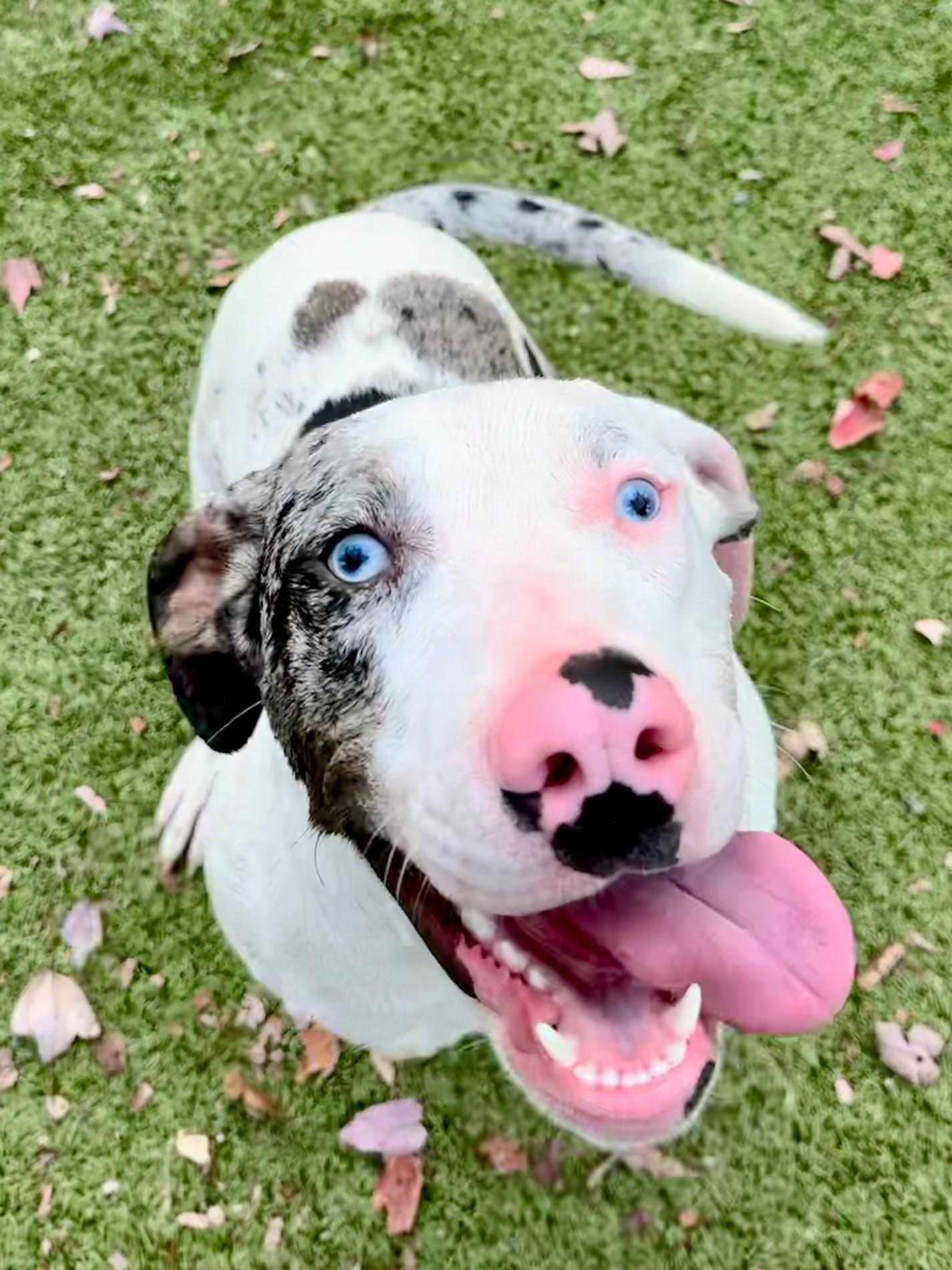 Enlarge Hannah, an adoptable mixed breed in Hilton Head Island, SC image 2/3