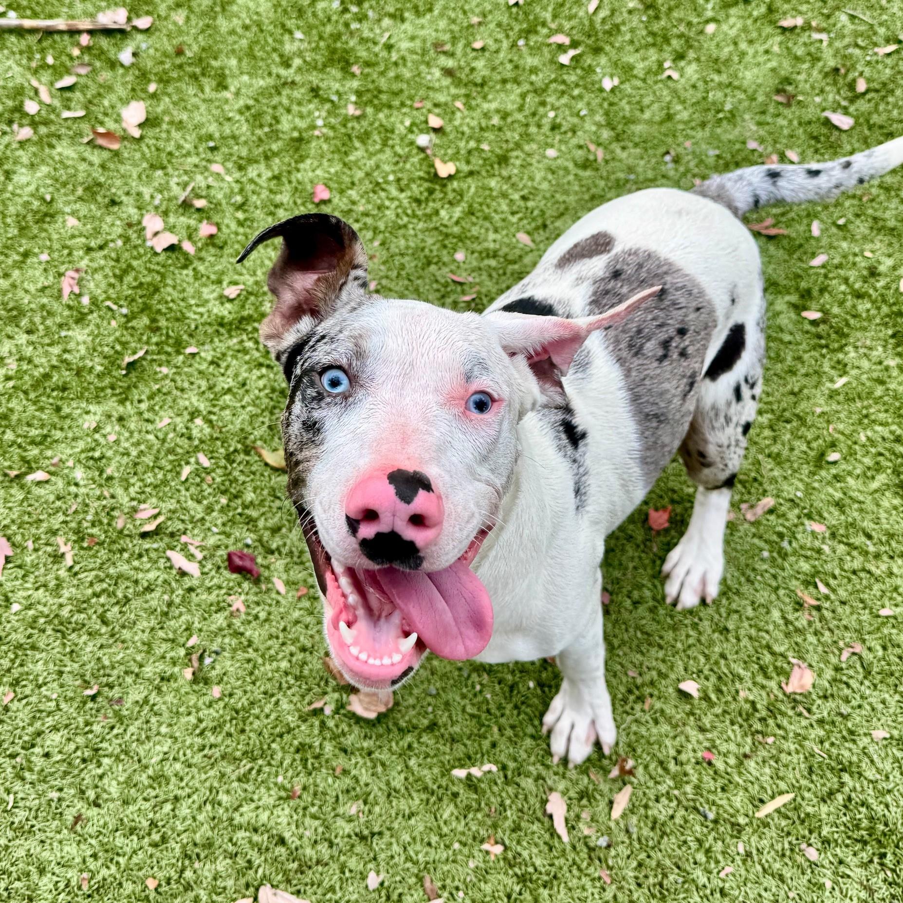 Enlarge Hannah, an adoptable mixed breed in Hilton Head Island, SC image 3/3