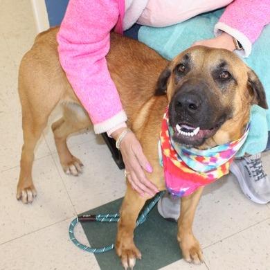 Enlarge Sasha, a Adoptable Hound in Birmingham, AL image 1/1