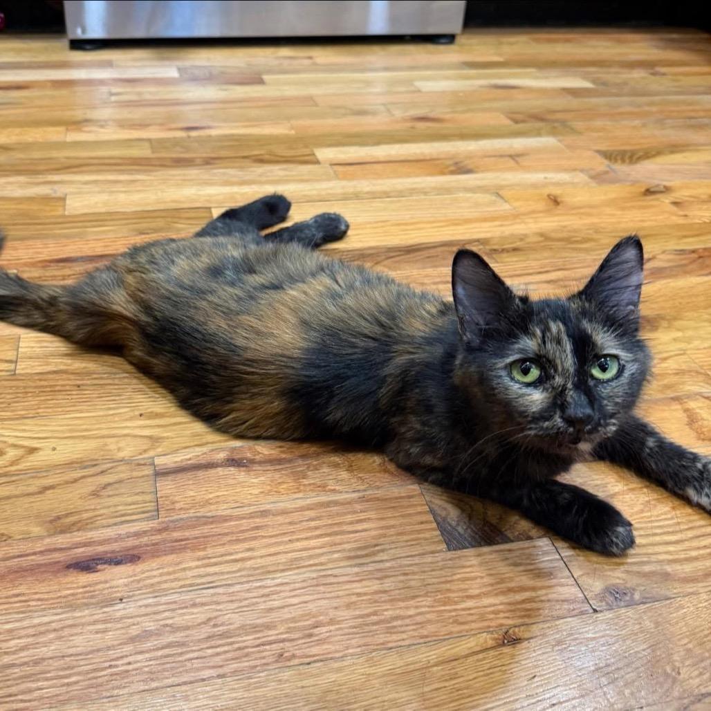 Mischa Alexandria -EF, Adoptable, Adult Female Domestic Short Hair.