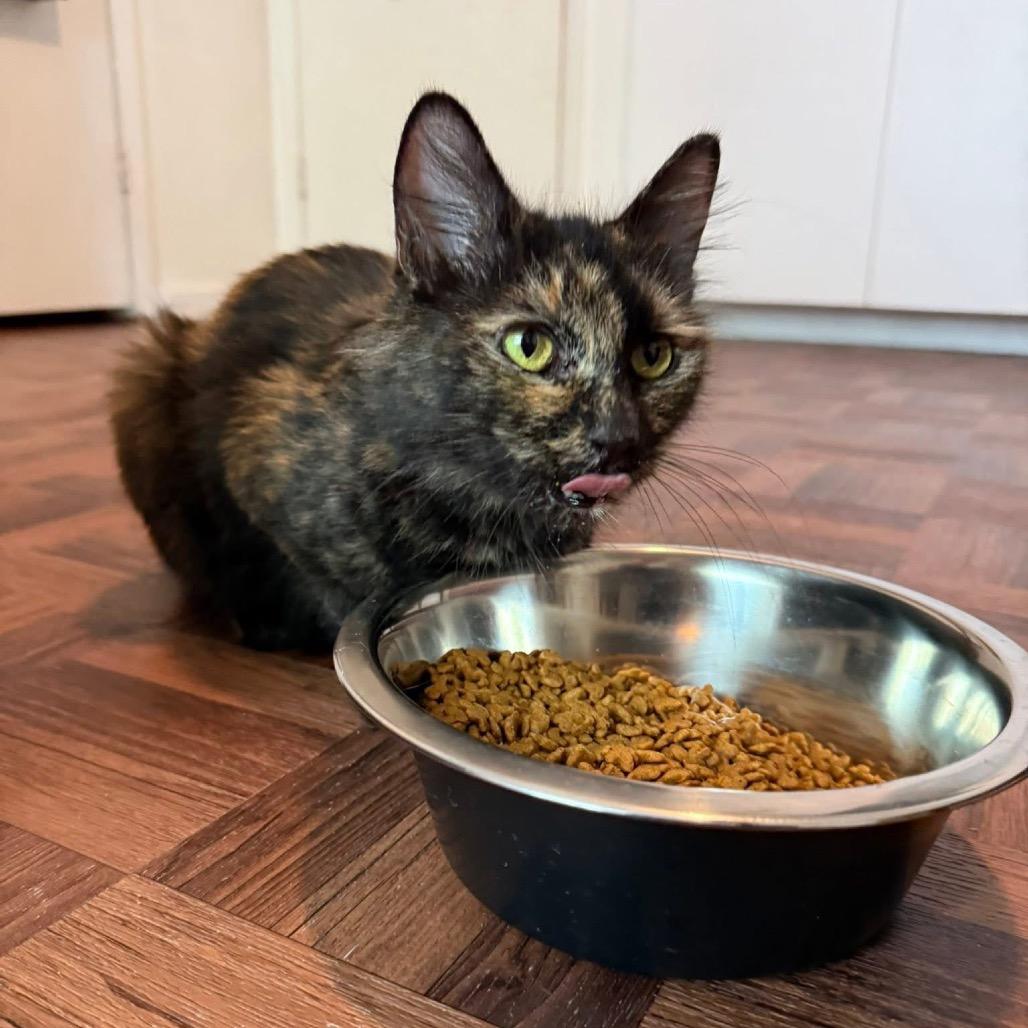 Mischa Alexandria -EF, a Adoptable Domestic Short Hair in Tallahassee, FL image 2/6