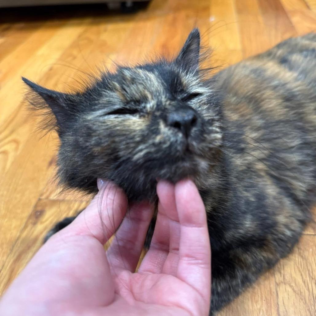 Mischa Alexandria -EF, a Adoptable Domestic Short Hair in Tallahassee, FL image 3/6