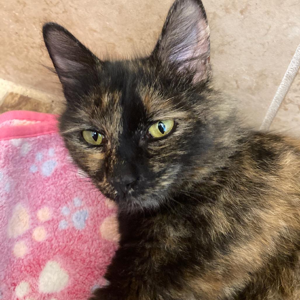 Mischa Alexandria -EF, Adoptable, Adult Female Domestic Short Hair.