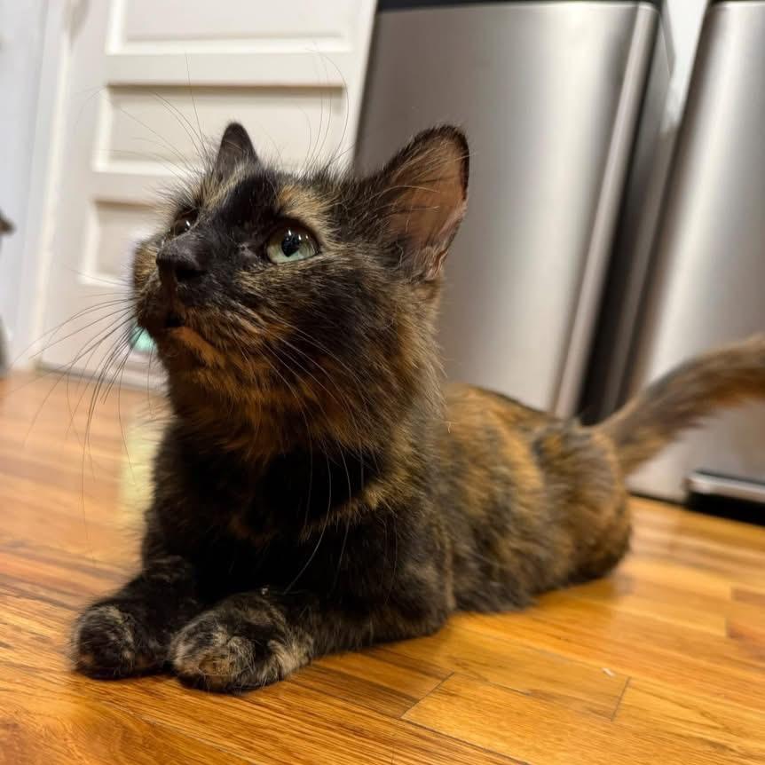 Mischa Alexandria -EF, a Adoptable Domestic Short Hair in Tallahassee, FL image 5/6
