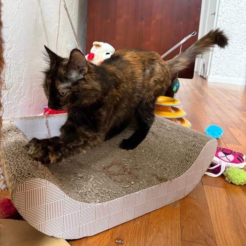 Mischa Alexandria -EF, a Adoptable Domestic Short Hair in Tallahassee, FL image 6/6
