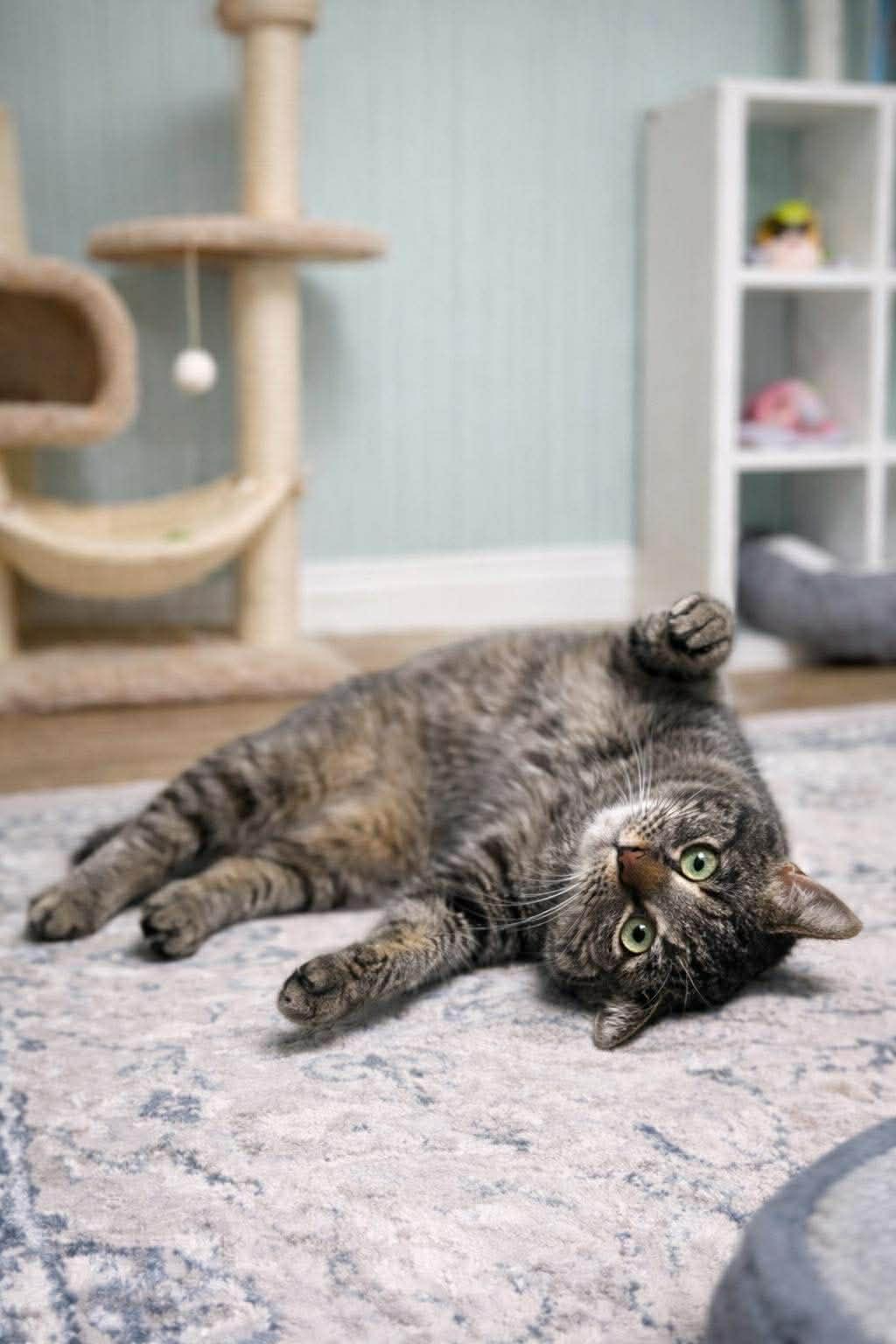 Enlarge Spice, a ADOPTABLE Tabby in Millington, TN image 1/3