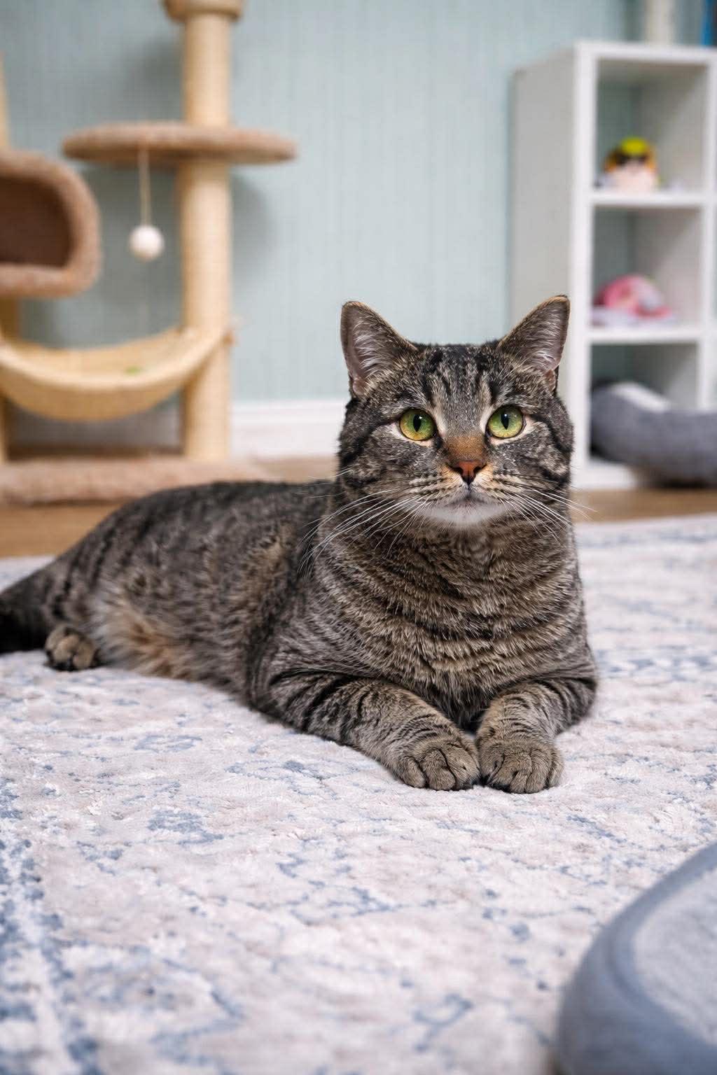 Enlarge Spice, a ADOPTABLE Tabby in Millington, TN image 3/3