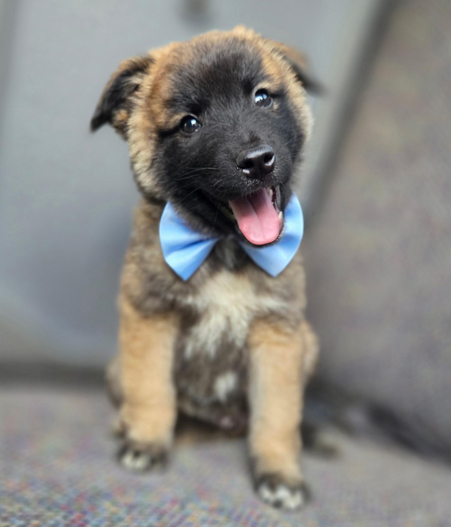 Remy, Adoptable, Puppy Male German Shepherd Dog & Mixed Breed.