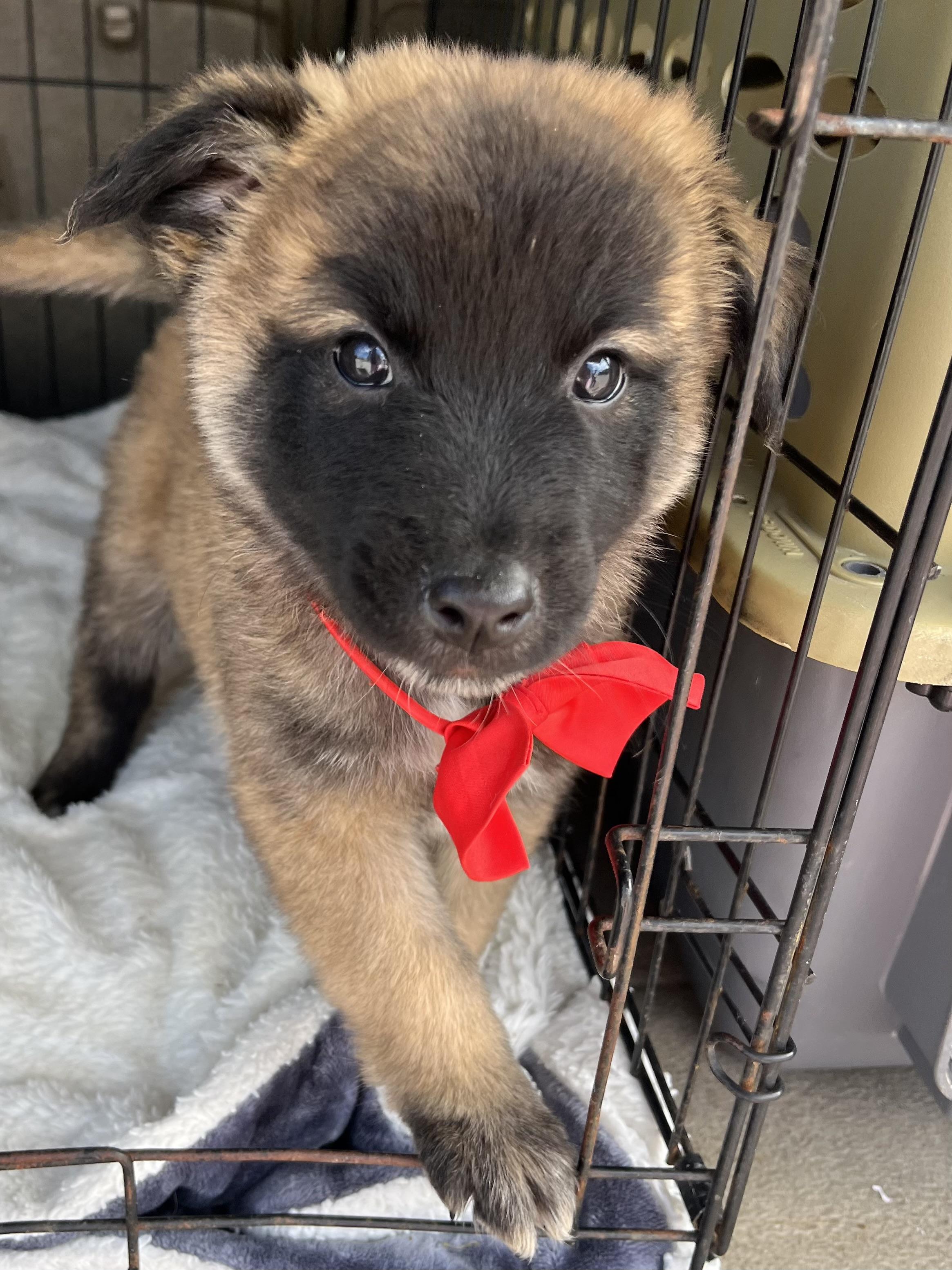 Remy, a Adoptable mixed breed in Atlanta , GA image 5/6