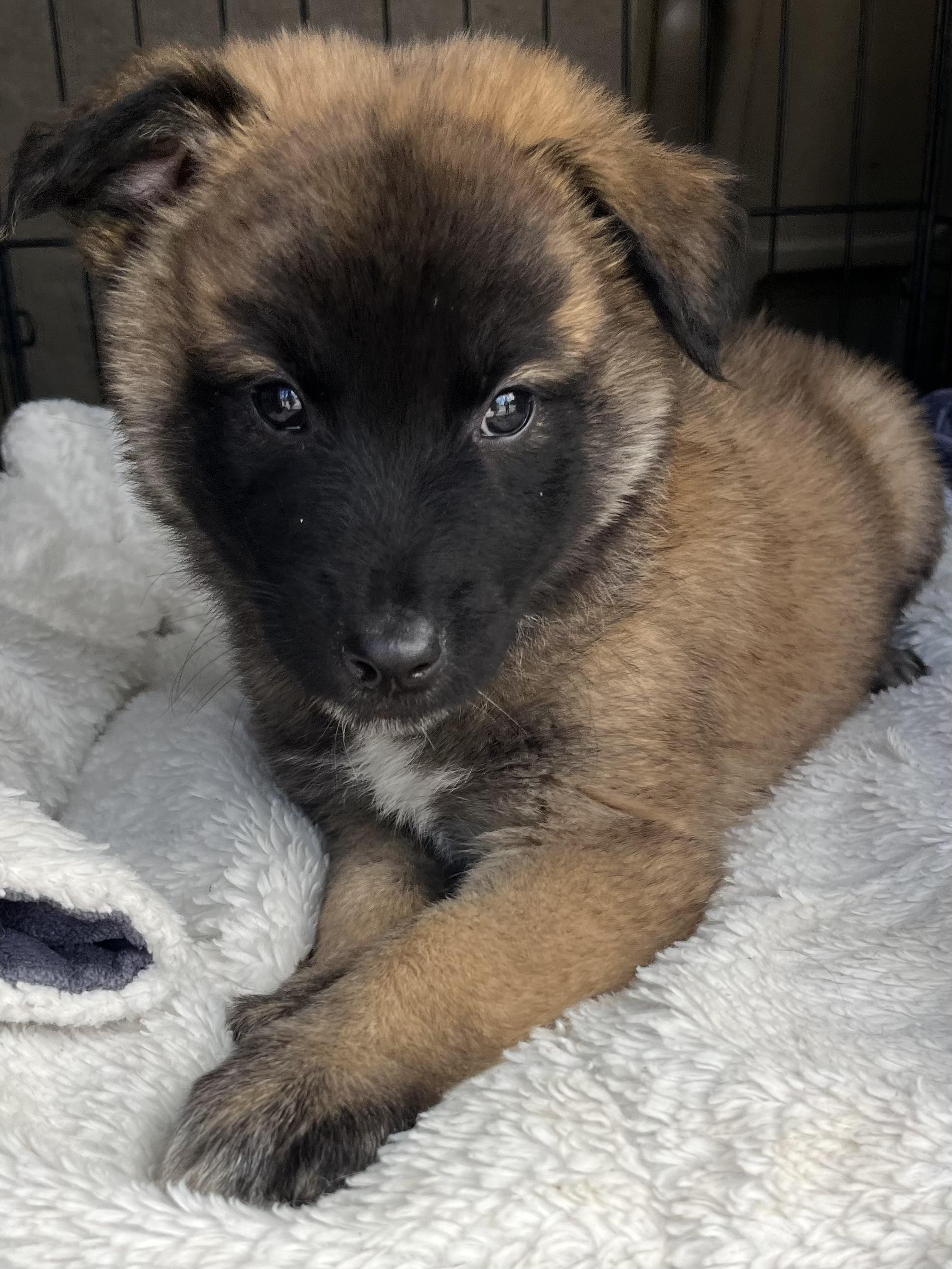 Remy, a Adoptable mixed breed in Atlanta , GA image 6/6