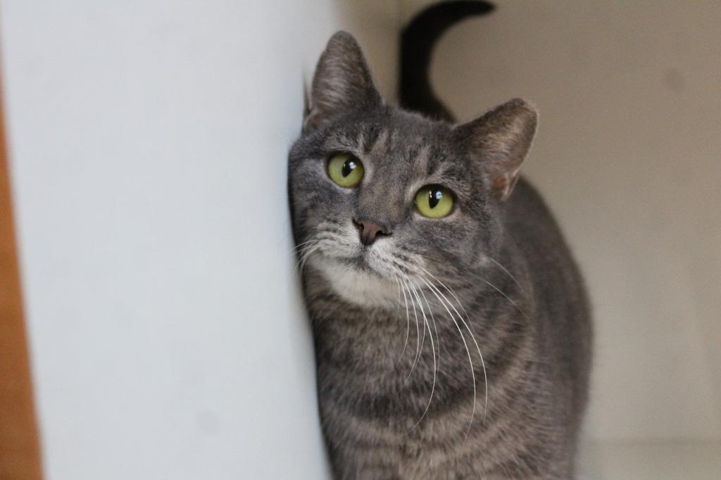 Shark, Adoptable, Adult Male Domestic Short Hair.