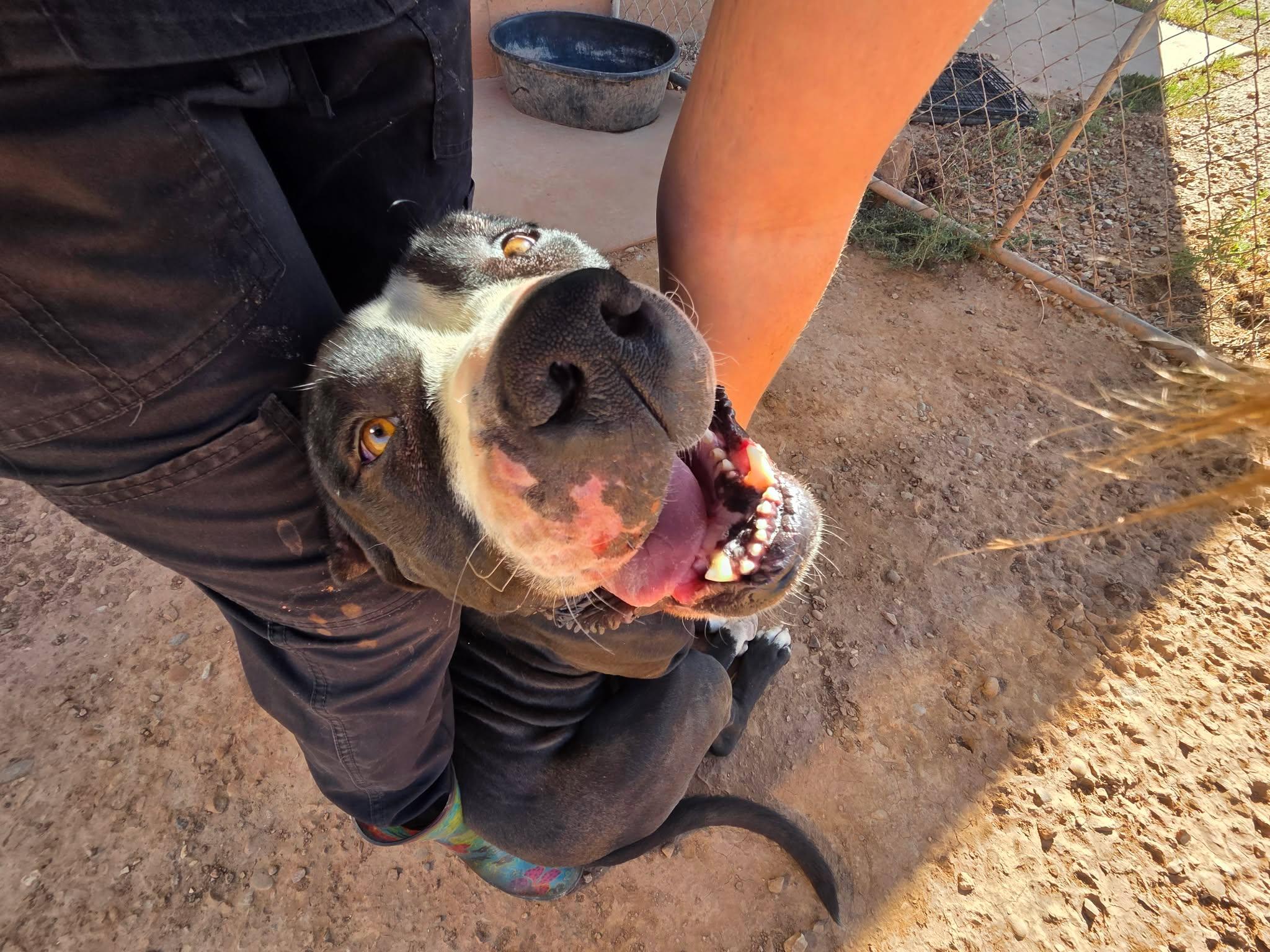 Enlarge Broly, a Adoptable American Bully in Roosevelt, UT image 2/4