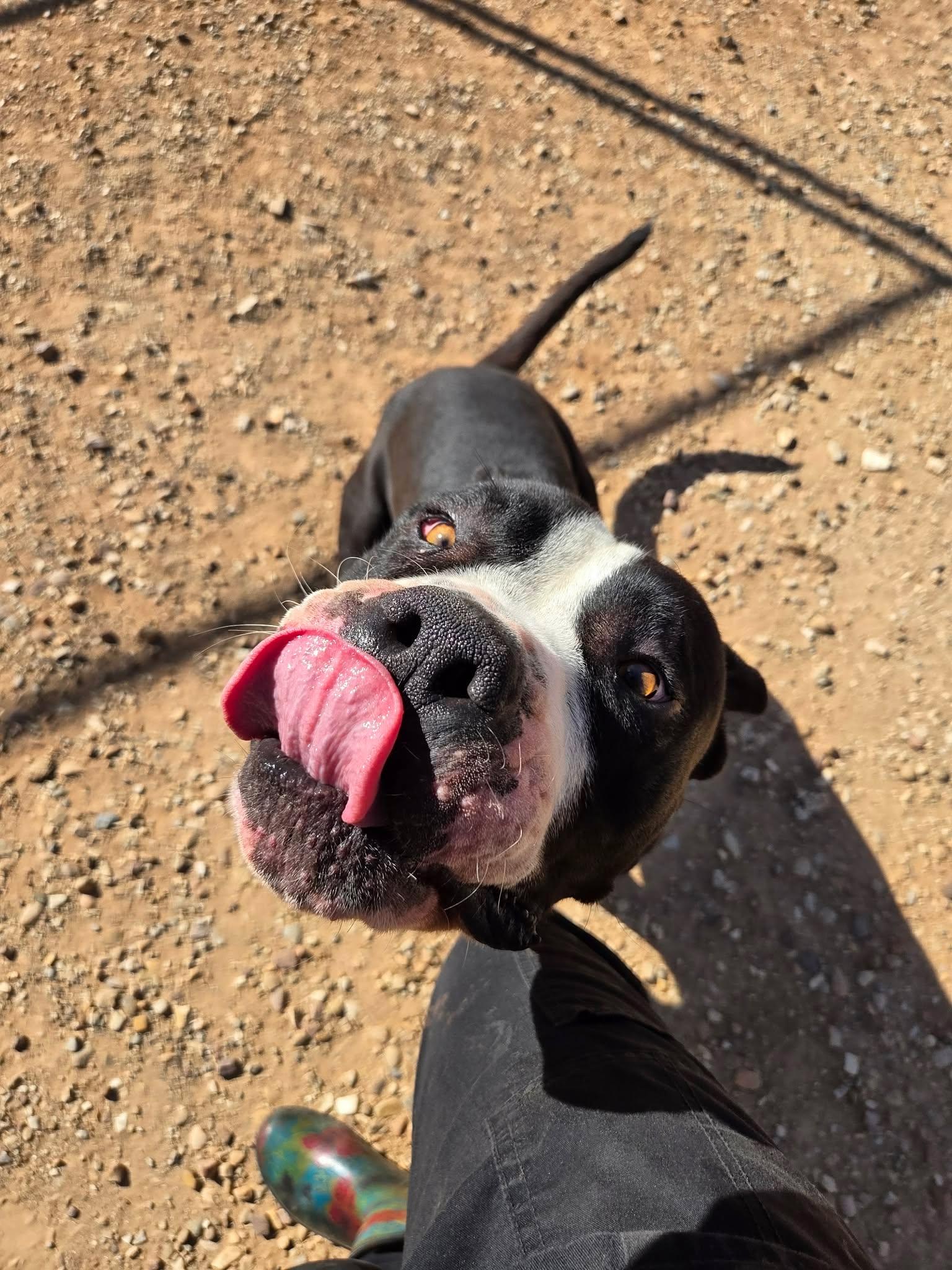 Enlarge Broly, a Adoptable American Bully in Roosevelt, UT image 3/4